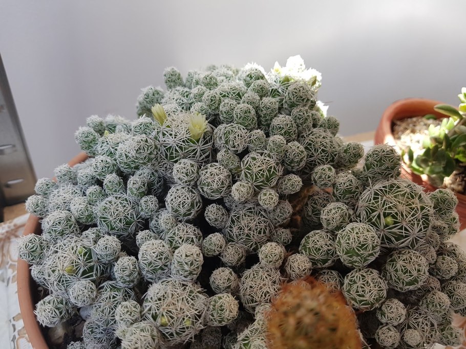 Mammillaria melanocentra