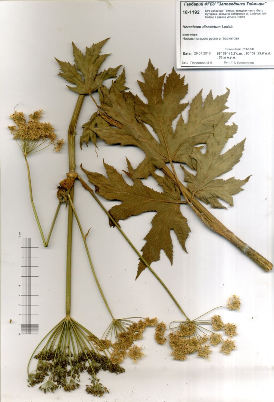 Борщевик медвежья лапа