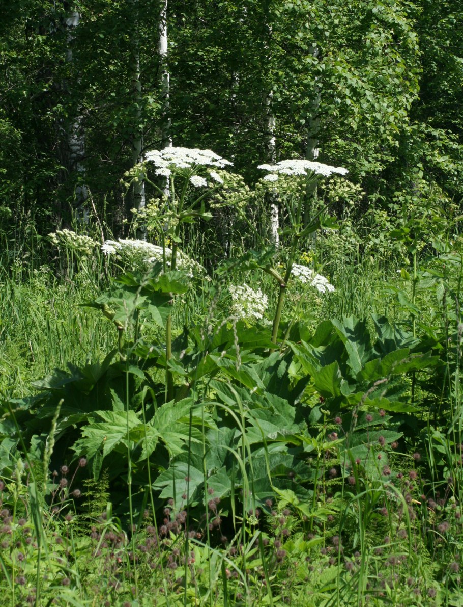 Heracleum lehmannianum
