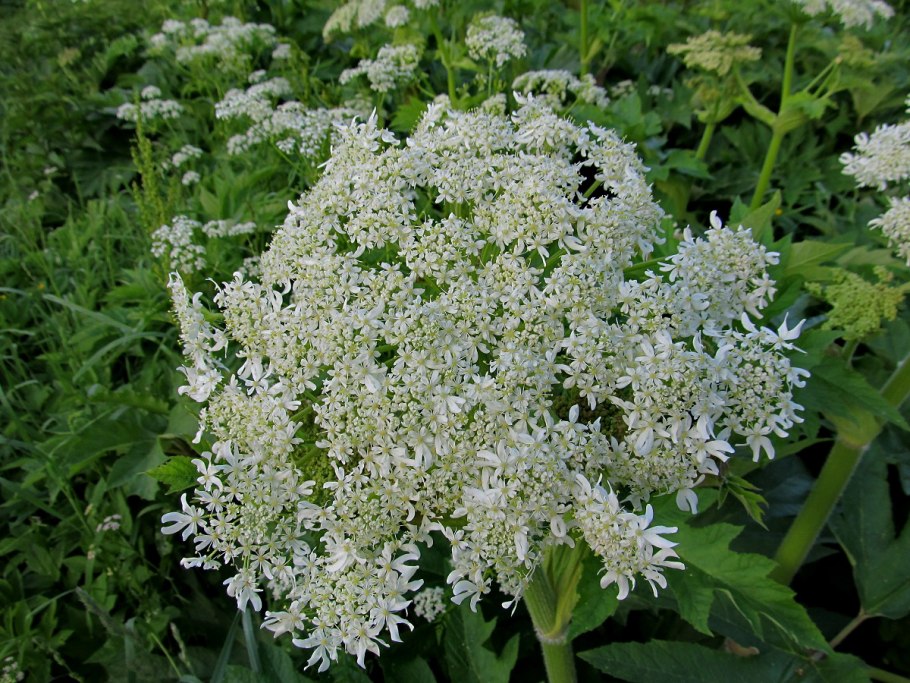 Борщевик рассеченный