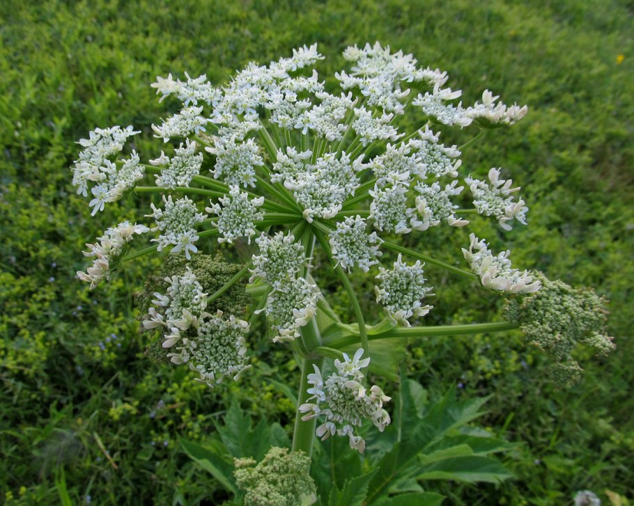 Борщевик Сосновского