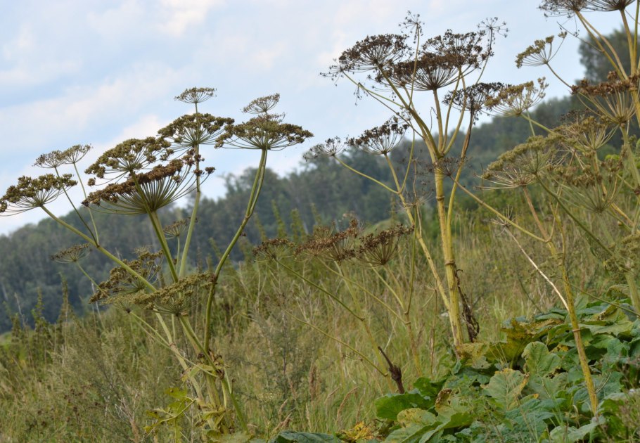 Борщевик рассеченный