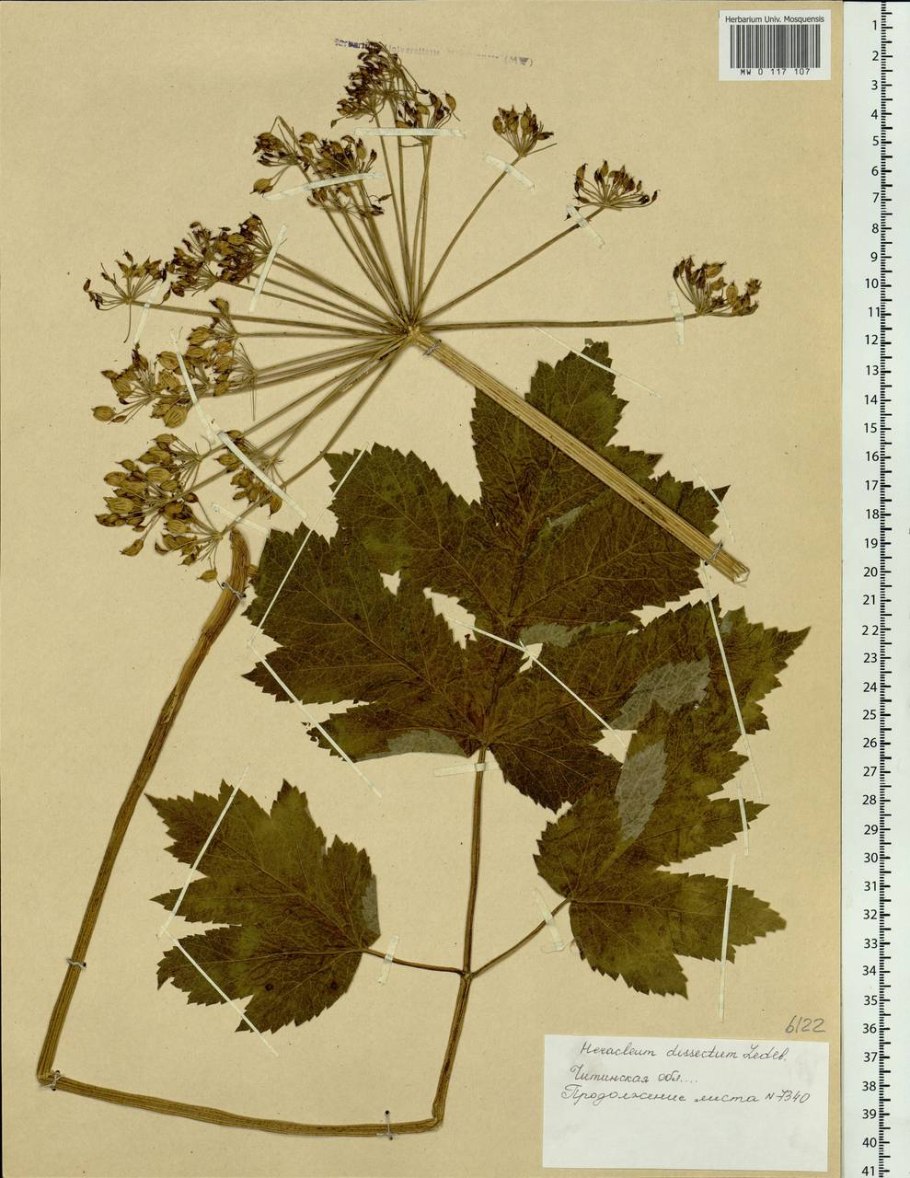 Борщевик сосновского гербарий