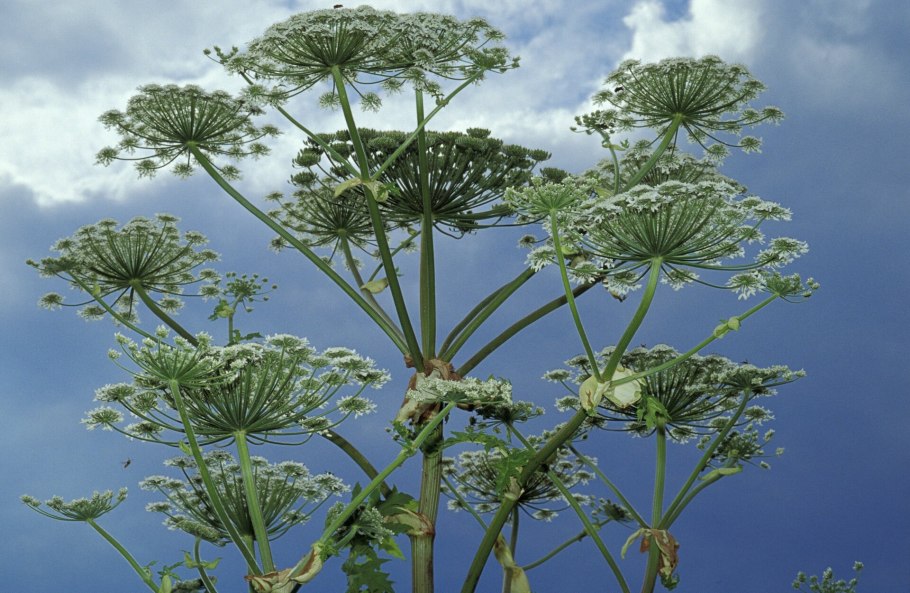 Борщевик Сибирский