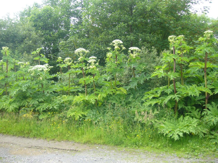 Борщевик обыкновенный ядовитое