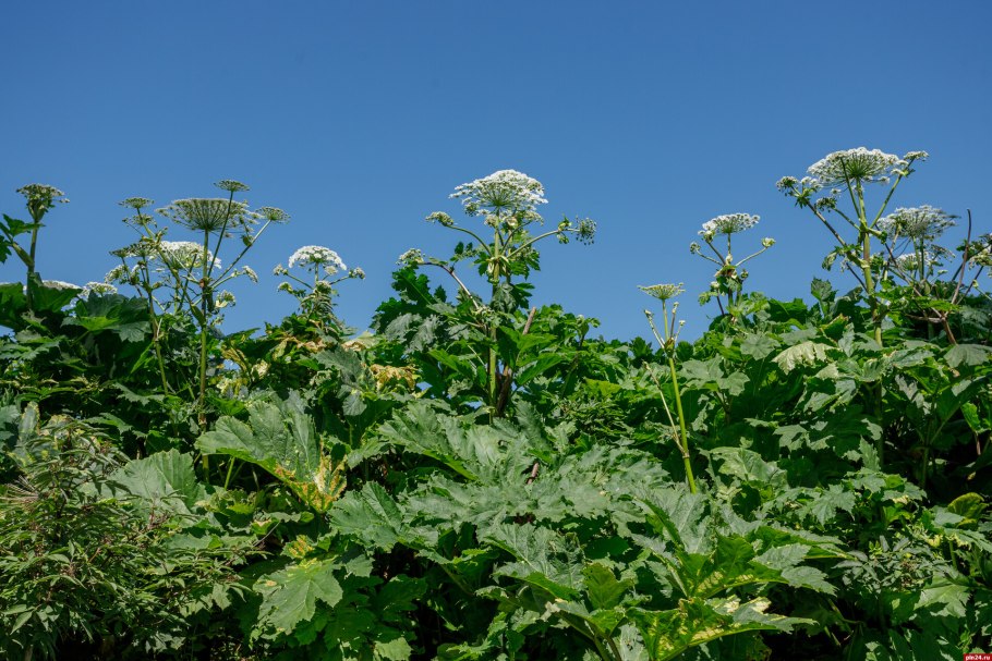 Сорняк борщевик сосновского