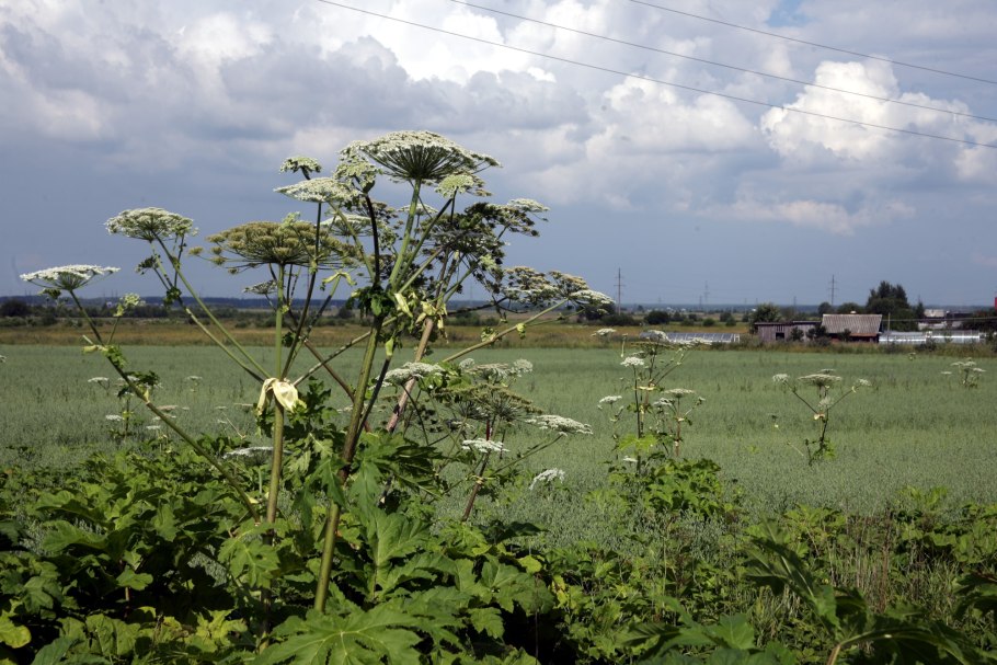 Борщевик Мантегацци