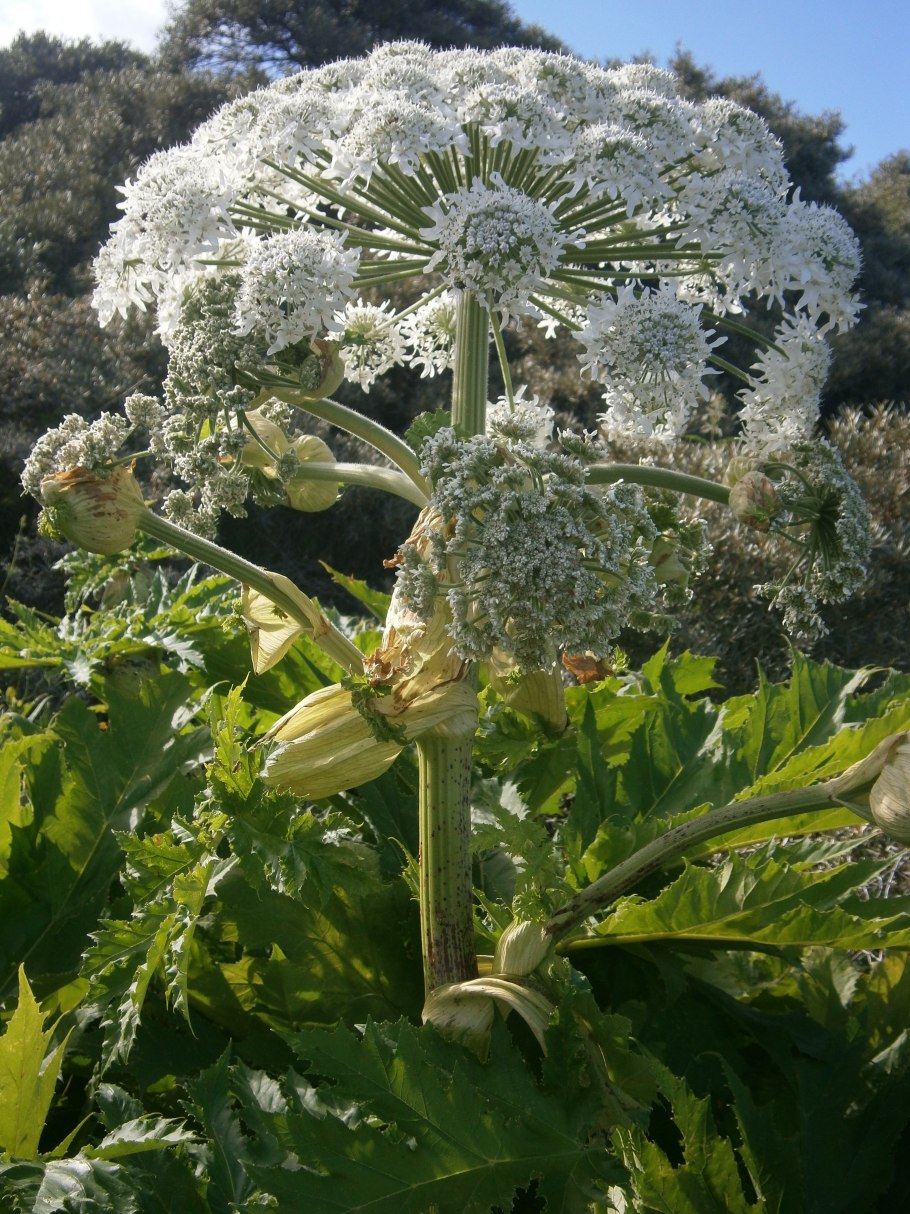 Борщевик рассеченный Heracleum dissectum