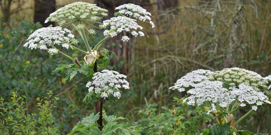 Борщевик семейство зонтичные