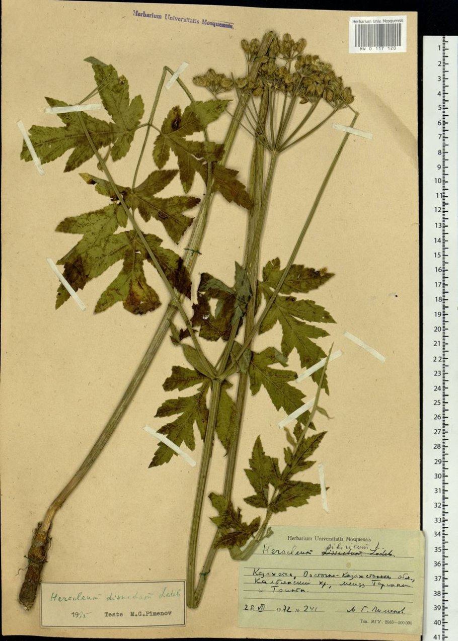 Heracleum dissectum