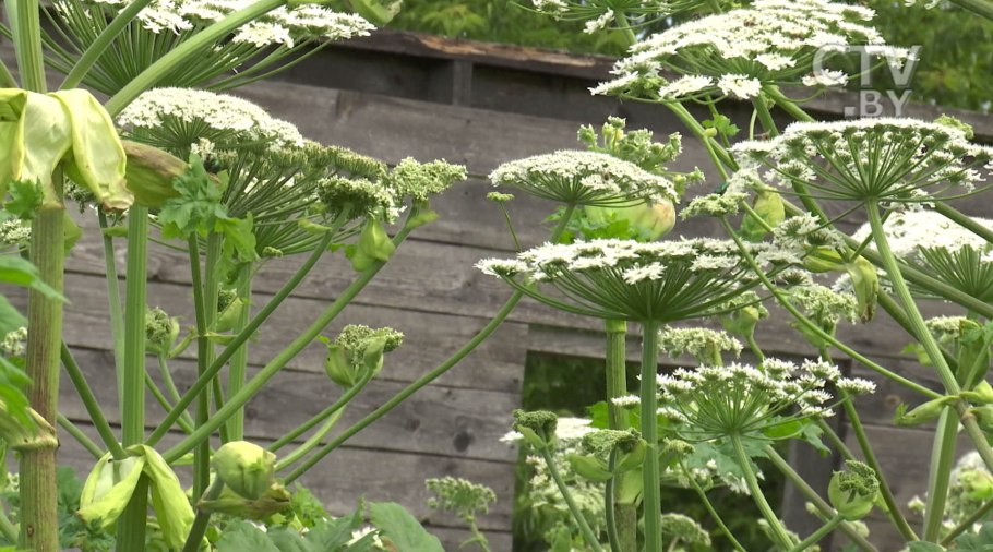 Борщевик Сибирский — Heracleum sibiricum l