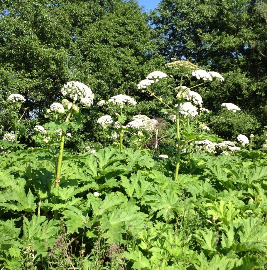 Борщевик Сибирский листья
