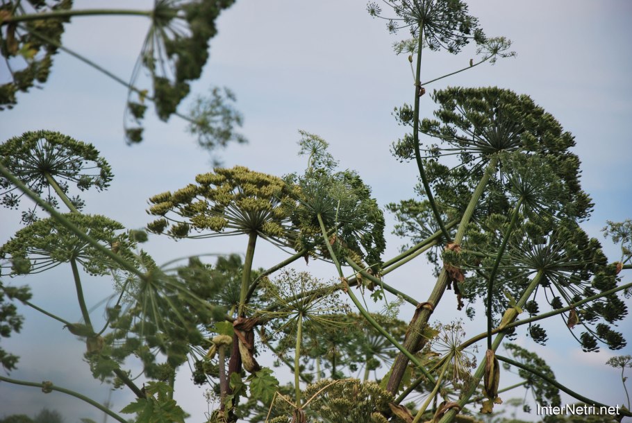 Борщевик лигустиколистный