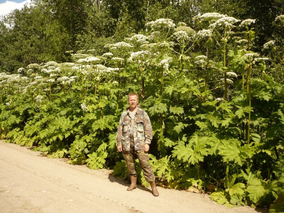 Борщевик сосновского растение