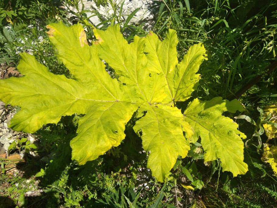 Борщевик мантегацци листья