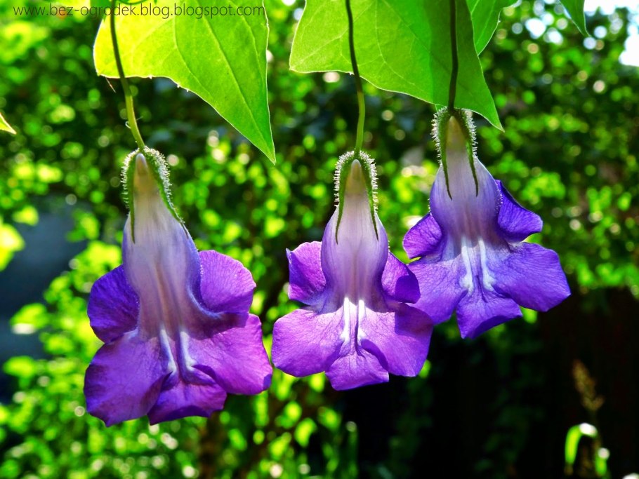 Азарина лазающая Мексиканская красавица