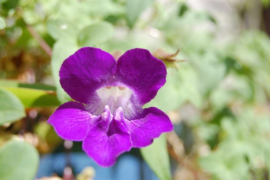 Азарина Мексиканская красавица