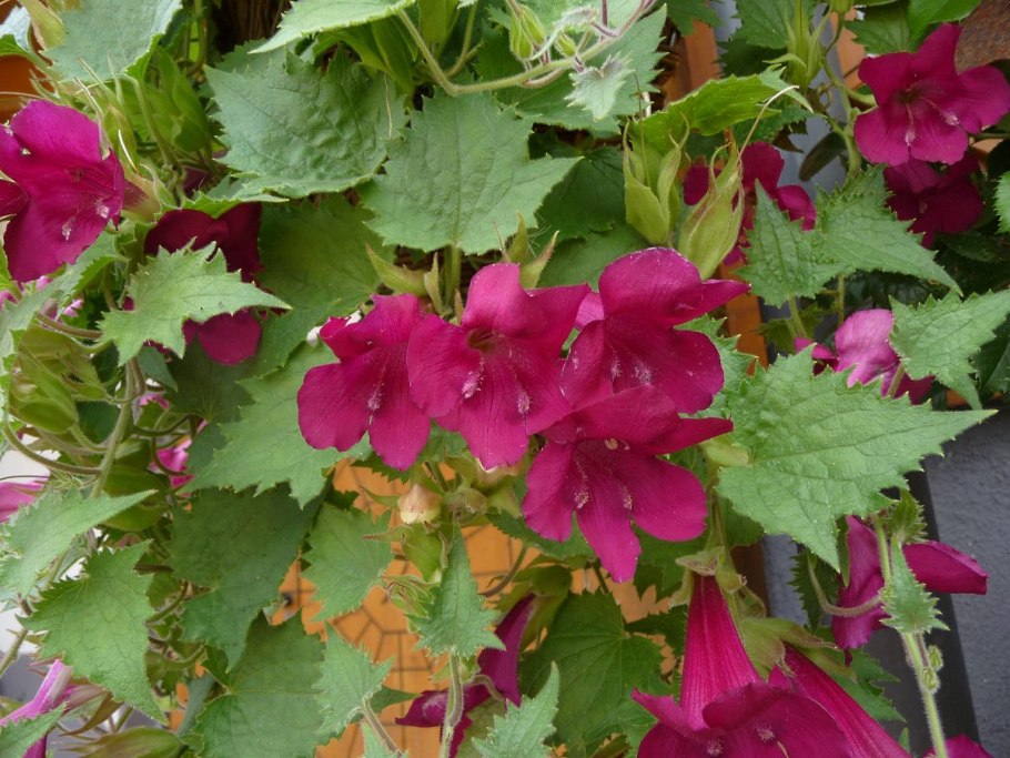 Азарина (Маурандия)