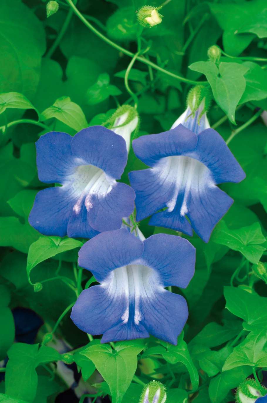 Азарина лазающая