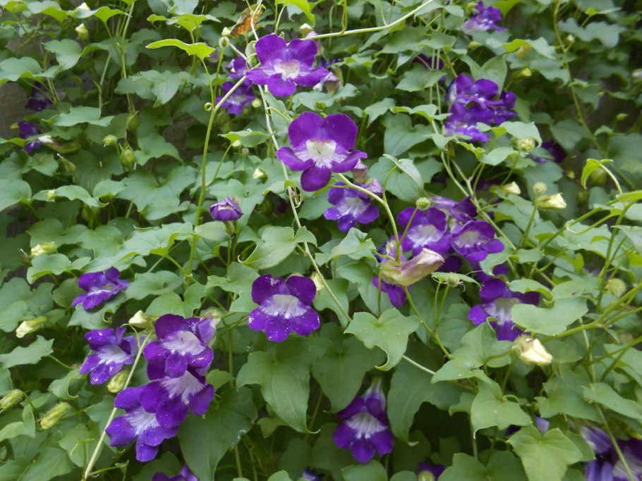 Азарина Мексиканская красавица /Престиж/