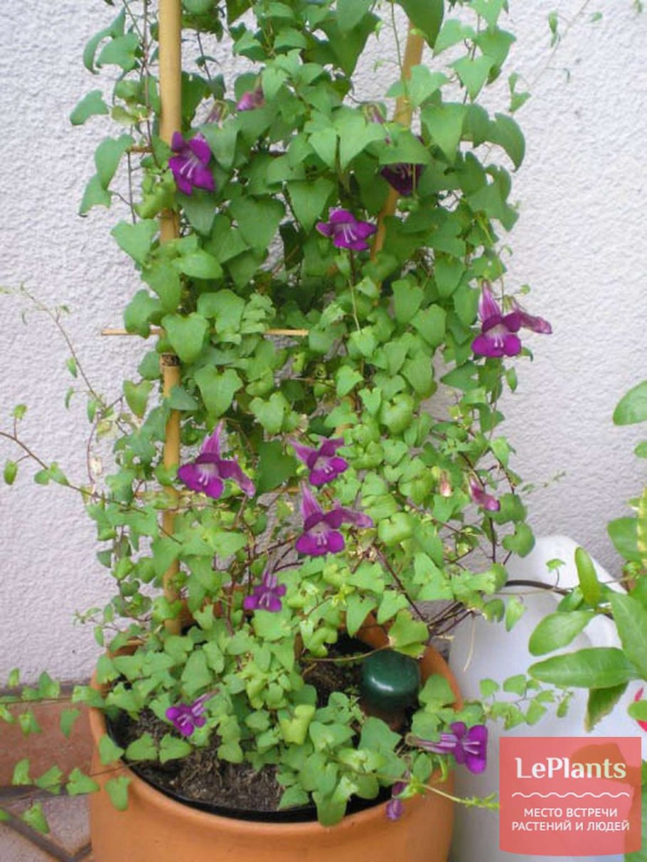 Азарина лазающая выращивание из семян в домашних условиях