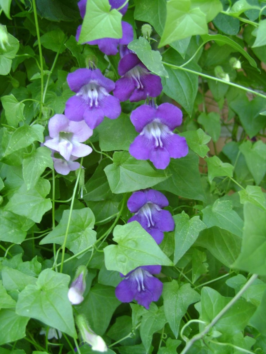 Вьюн Азарина лазающая