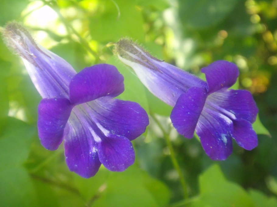 Азарина Сканденс