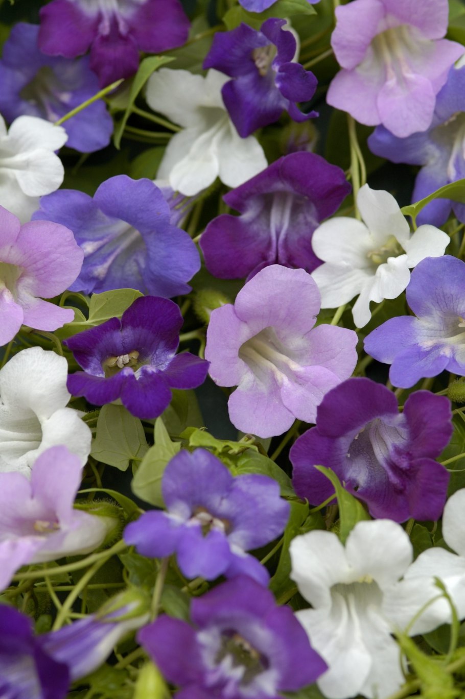 Азарина сканденс