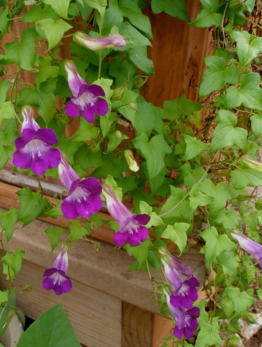 Азарина лазающая