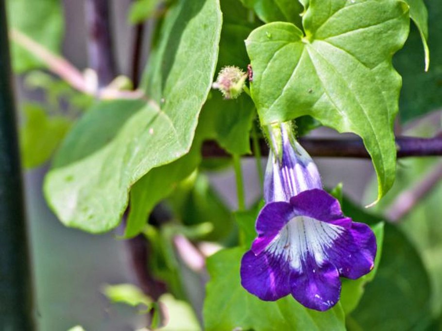 Лиана Азарина