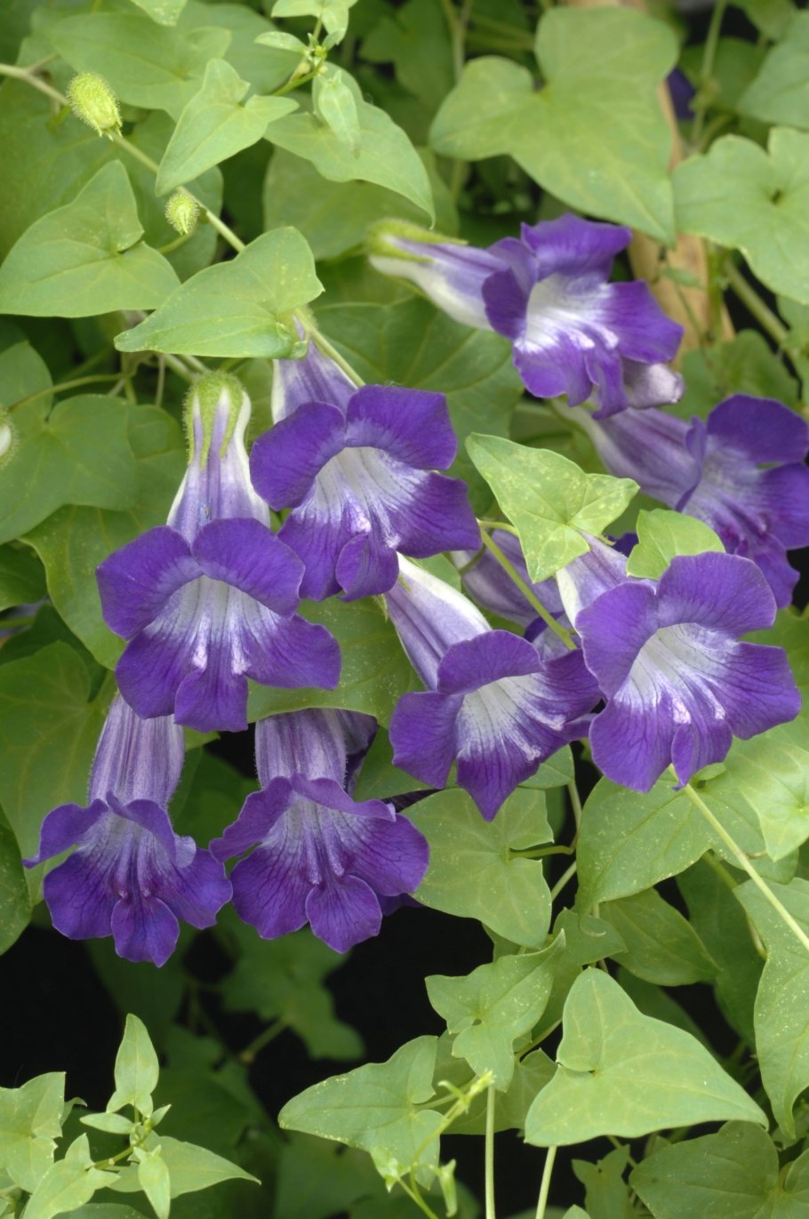 Азарина лазающая