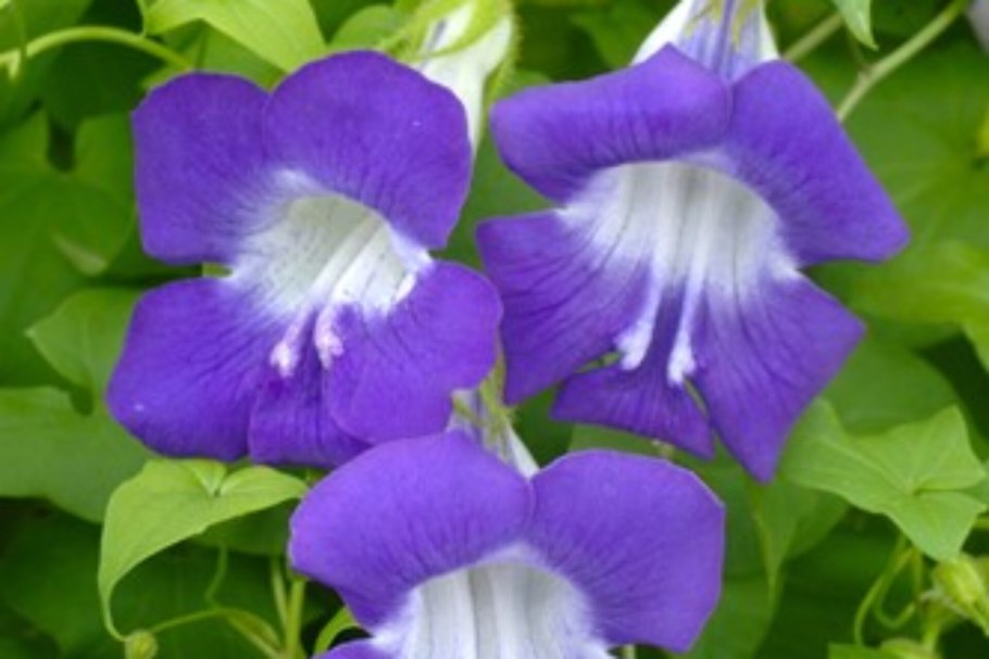 Азарина лазающая