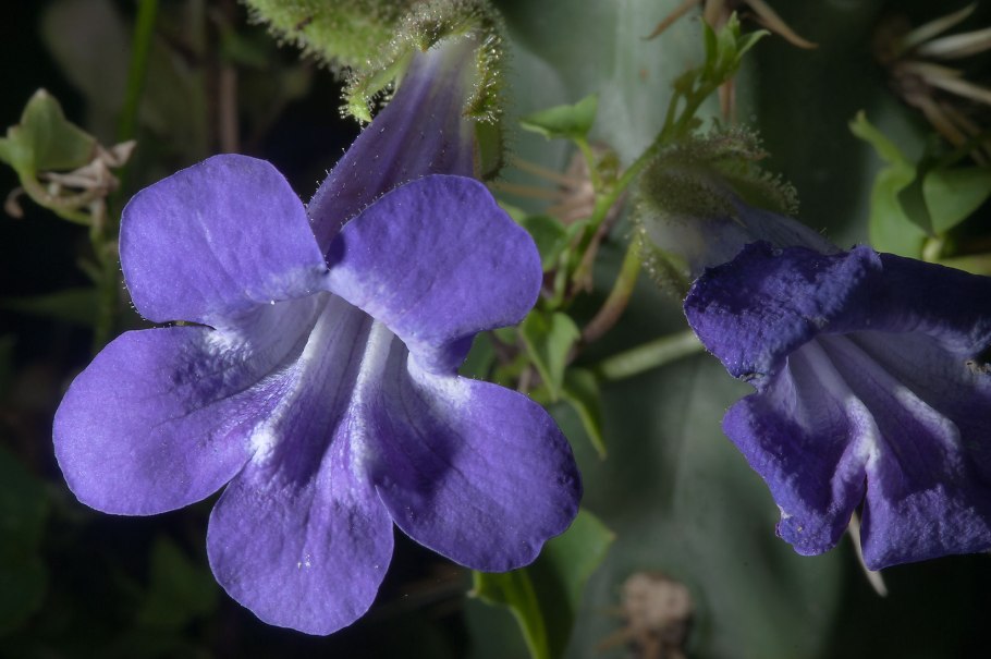 Азарина (Маурандия)