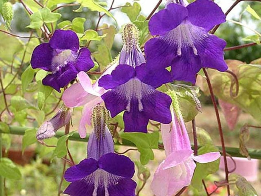 Азарина антирриноцветковая