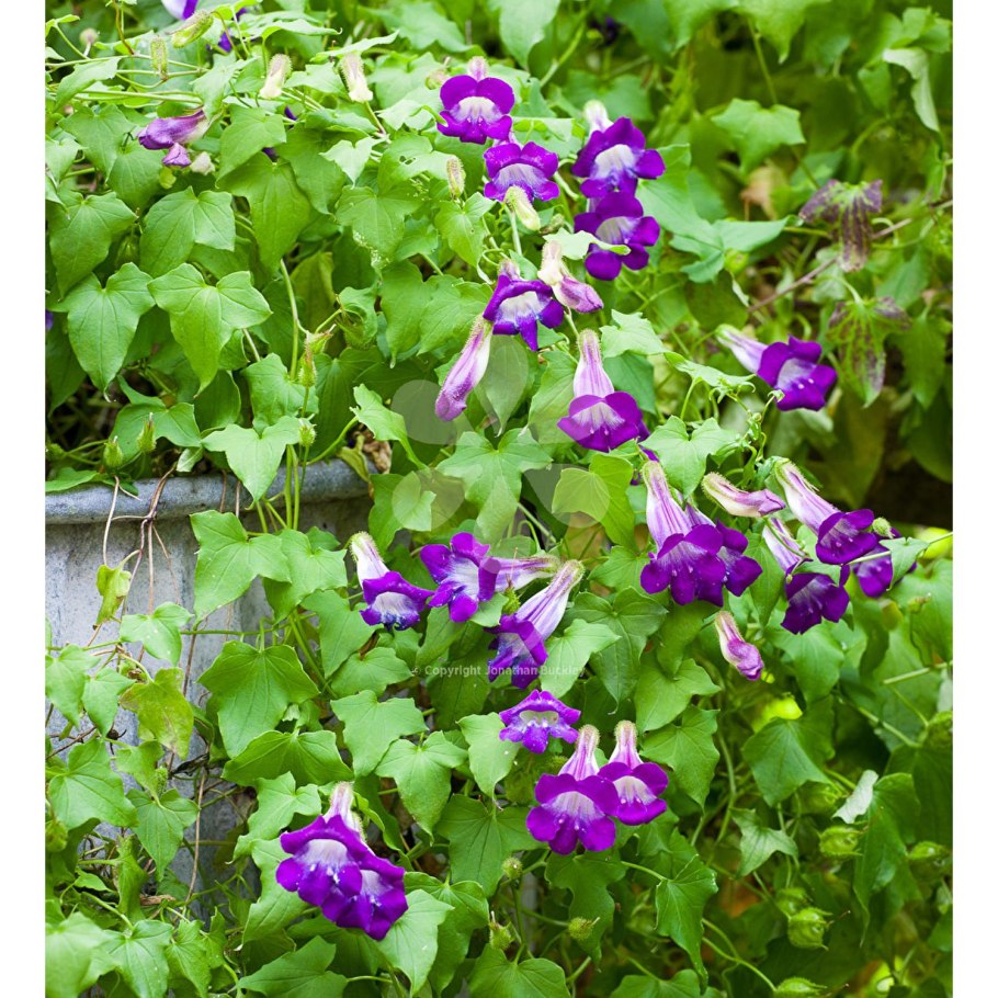 Лофос ампельная