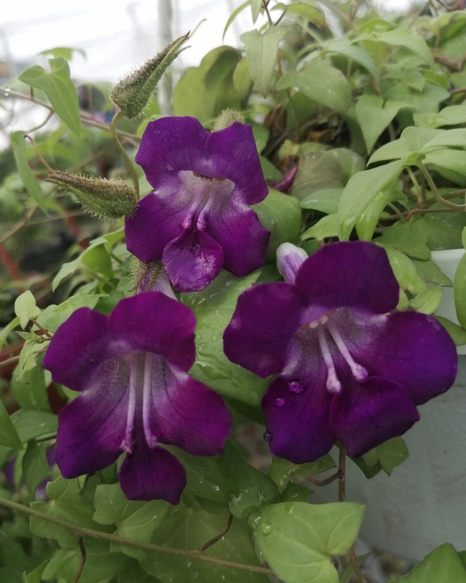 Азарина лазающая