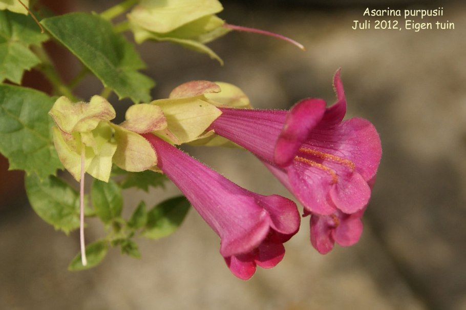 Азарина лазающая Мексиканская красавица
