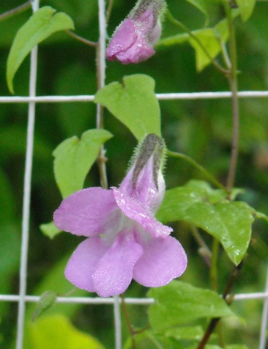 Азарина лазающая