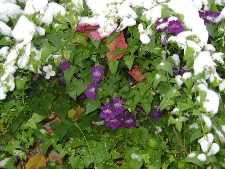 Мексиканская красавица цветок