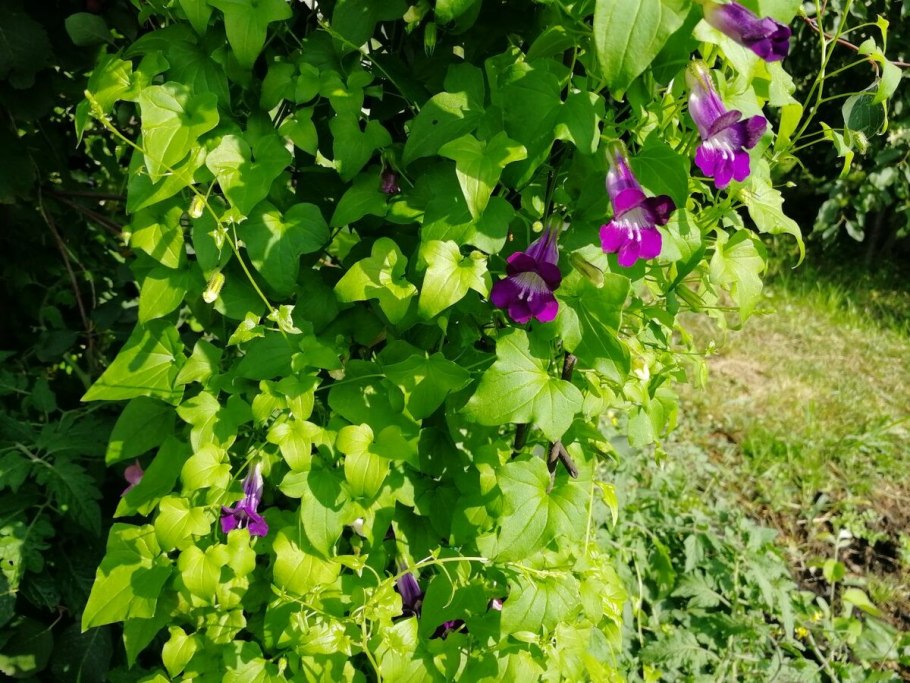 Азарина лазающая