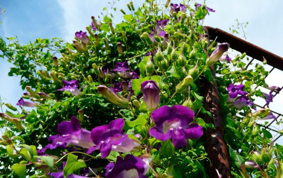 Азарина лазающая мексиканская красавица