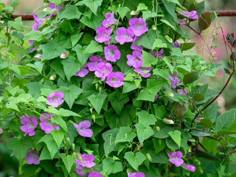 Азарина (Маурандия)