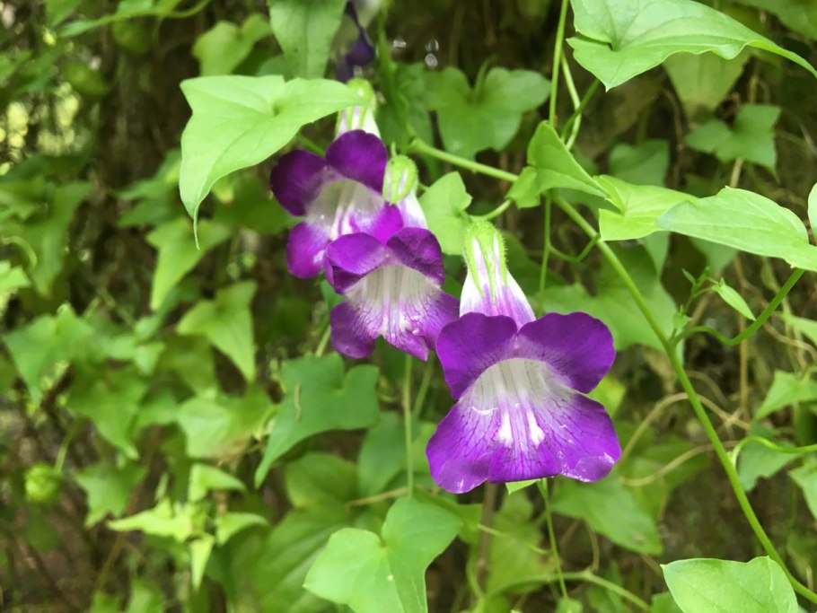 Лиана Азарина