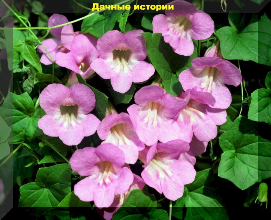 Азарина антирриноцветковая