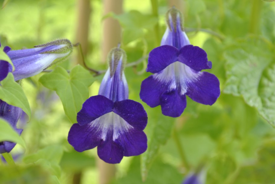 Азарина лазающая Мексиканская красавица