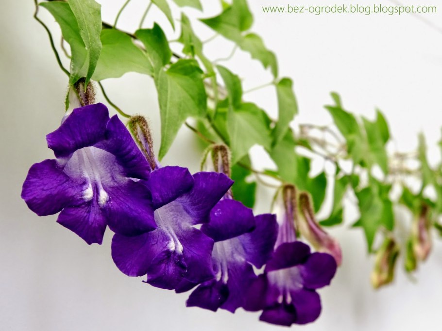 Цветок Азарина лазающая