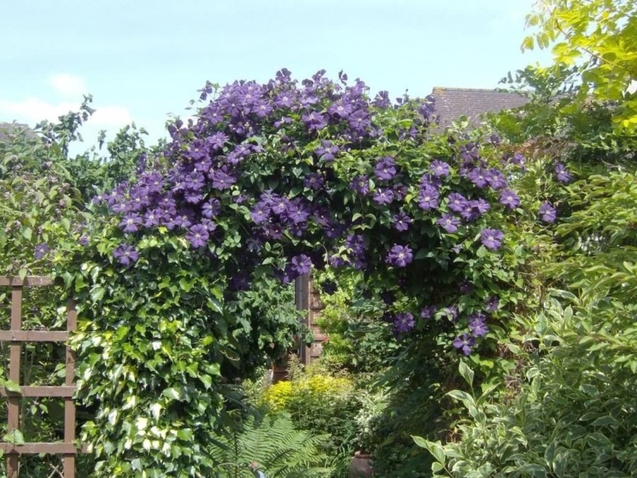 Азарина лазающая