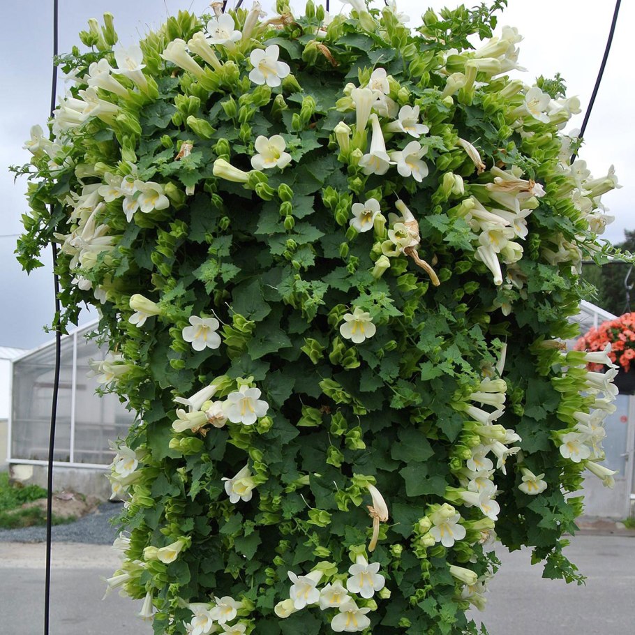 Лофос ампельная