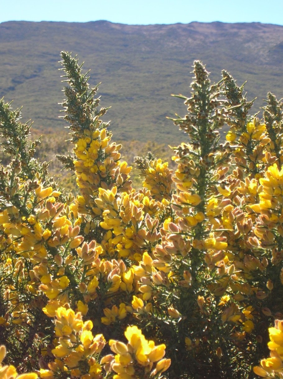 Утесник Европейский – Ulex europaeus