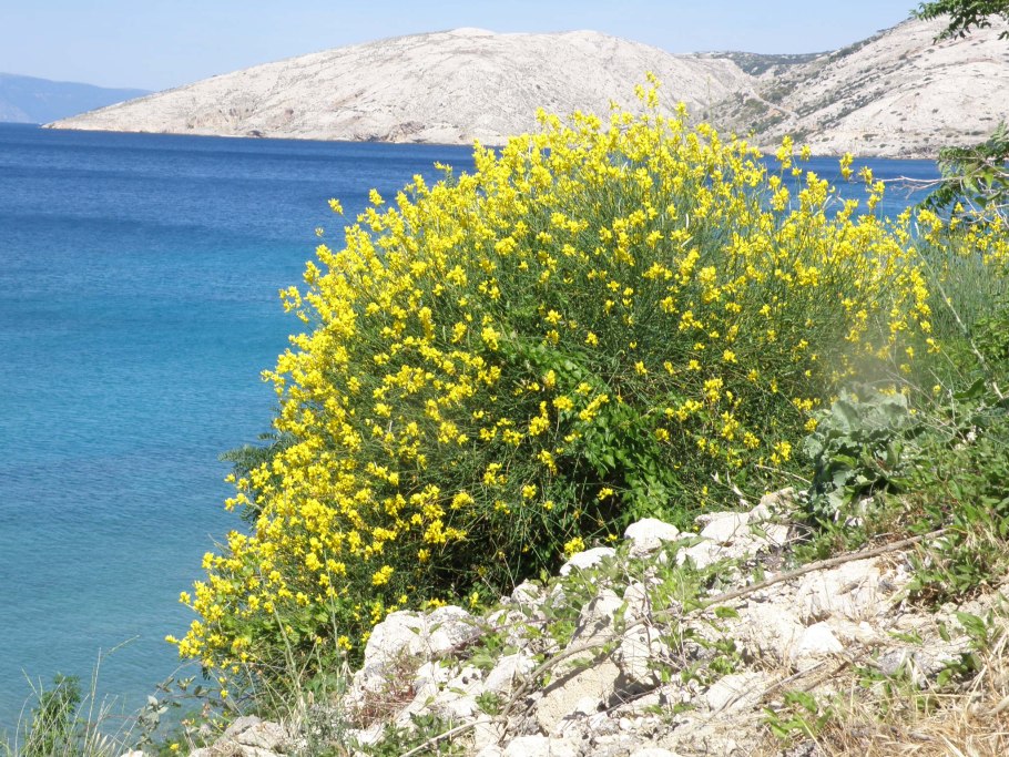 Утесник Ирландии фото